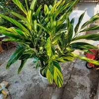 مارانتا ابلق|گل و گیاه طبیعی|شلمان, |دیوار