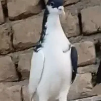 کبوتر