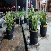 اجرای فضای سبز|خدمات باغبانی و درختکاری|کرج, کیانمهر|دیوار