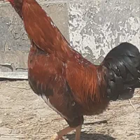 خروس گلین