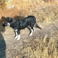 2میلیون عراقی