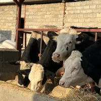 تعداد ده عدد تلیسه آبستن و پای کل|حیوانات مزرعه|سرپل ذهاب, |دیوار