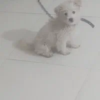 سگ اشپیتز۴ماه نر