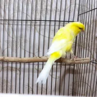 قناری رسمی دم بالای ۱۰.۵|پرنده|تبریز, |دیوار