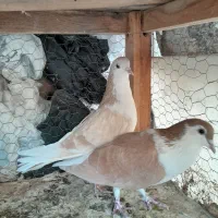 طاقی زرد نروماده|پرنده|کاشان, لتحر|دیوار