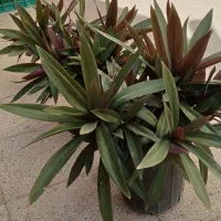 گل زیپلین سانسوریا یخ یاس هلندی گلدان خاک