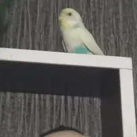 جوجه مرغ عشق