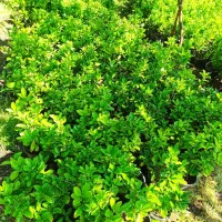 کارگر گلخانه با جای خواب