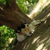 واگذاری سگ قدریجونی|سگ|بوانات, |دیوار