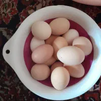 تخم مرغ محلی