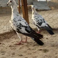 پلاکی|پرنده|اهرم, |دیوار