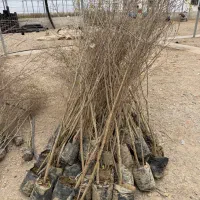 درخت نهال میوه انار