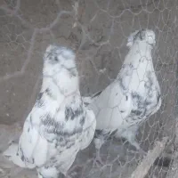 دمگیر شویدی