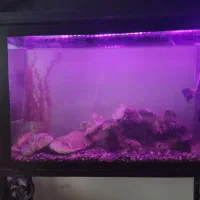 اکواریوم بزرگ با تمام لوازم مرجان های خواص|ماهی|قائم‌شهر, |دیوار