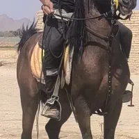 فرپش یک راس نریان اسب بسیار پرخون و کازکن
