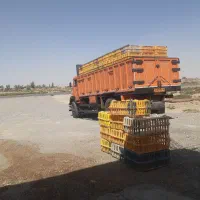 مرغ گوشتی شهرستان عمده ودانه فروشی ومراسمی