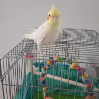عروس هلندی نر دستی قفس