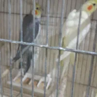 عروس هلندی|پرنده|نسیم‌شهر, |دیوار