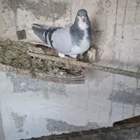کبوتر بدرنگ نر بدون تو دست ودم|پرنده|کازرون, |دیوار
