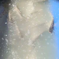 ماهی آزاد زنده عمده خرده