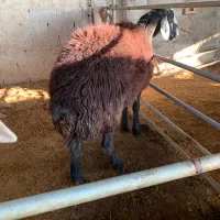 قوچ همو|حیوانات مزرعه|بابل, |دیوار