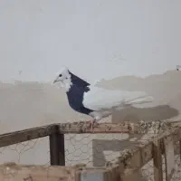 کبوتر نر طوقی سیاه