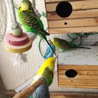 مرغ عشق انگلیسی