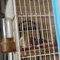 فنچ و مرغ عشق قیمت عالی|پرنده|مشهد, طلاب|دیوار