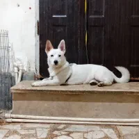 سگ اشتپیز روباهی