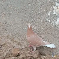 کبوتر میولمنز. کارل