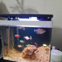 آکواریوم30×30|ماهی|مشهد, حضرت حجت|دیوار