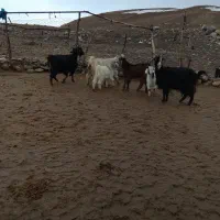 بز و بزغاله