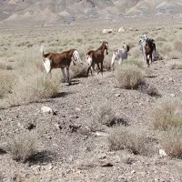 بز کره|حیوانات مزرعه|زرند, |دیوار