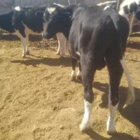 گوساله نر و ماده