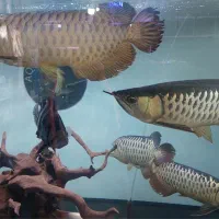 فروش انواع ماهی خاص و مانستر اکواریومی