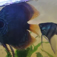 خرید و فروش ماهیان زینتی|ماهی|تبریز, |دیوار