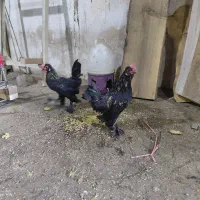 خروس جوان یوسل بلژیکی زیبا|حیوانات مزرعه|قم, کاسه گران|دیوار