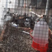 لاکنولدر ویاندوت سیلور