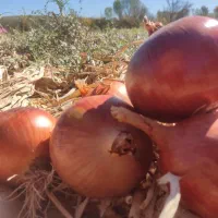 پیاز درشت رستوارانی