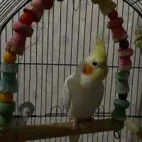 عروس هلندی سخنگو|پرنده|فردیس, شهرک ناز|دیوار