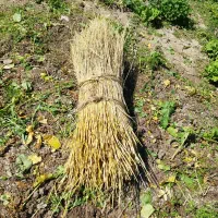 برس کلش چند روز پیش خرمن کوبی شده