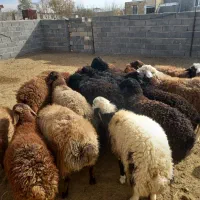 ۱۲ عدد بره نر بفرش میرسد|حیوانات مزرعه|کمیجان, |دیوار