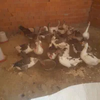 غاز  معلی  ۲۰عدد  و زنشون  ۴ کیلو تا۵کیلو  میباشن|حیوانات مزرعه|مریوان, |دیوار