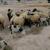 ۲۵ راس میش|حیوانات مزرعه|کازرون, |دیوار