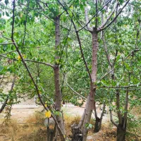 فروش-باغ-گیلاس-410-متری-سنگان-بالا