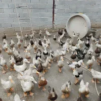 اردک ورامینی جوان و اردک خارجی های ماده|حیوانات مزرعه|گرگان, |دیوار