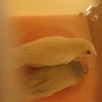 فنچ گلدین مولد رنگ خاص|پرنده|اردبیل, |دیوار