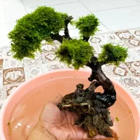 درختچه بنسای