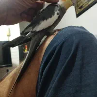 2تا عروس نر|پرنده|بندرعباس, |دیوار