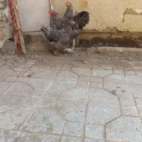 خروس برهما کوکو